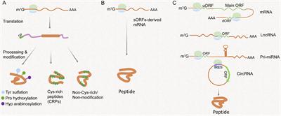 Coding of Non-coding RNA: Insights Into the Regulatory Functions of Pri-MicroRNA-Encoded Peptides in Plants